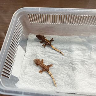 하트 ,폼폼푸린