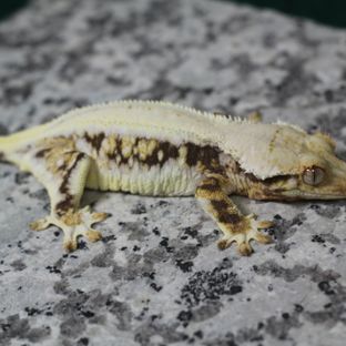 로즈
