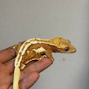 릴리화이트 옐로우 크림시클