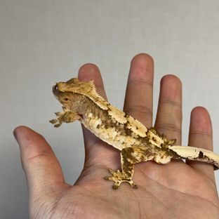 크림 크림시클 옐로우 드리피