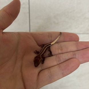 엠티백 슈퍼스트라이프 핀스트라이프 다크