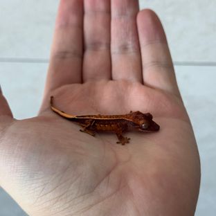 풀핀 핀스트라이프 트라이 레이지