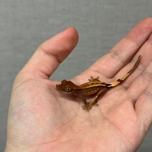 다크 엠티백 쿼드 블랙 오닉스 챠콜