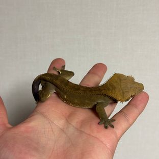 다크 챠콜 팬텀