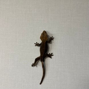 자칼