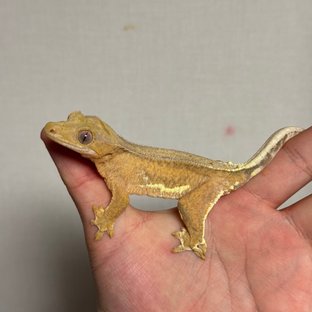 릴리화이트 팬텀 크림 옐로우