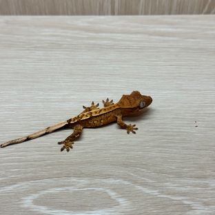 화이트핀 옐로우 크림 크림시클
