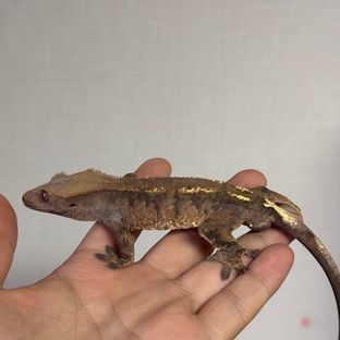 와칸다