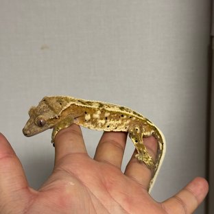 달마시안 크림시클