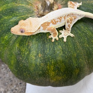 릴리화이트 크림시클