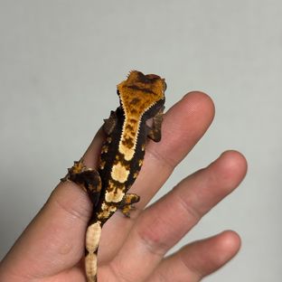 100%헷아잔틱