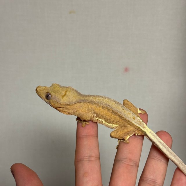 릴리화이트 팬텀 크림 옐로우