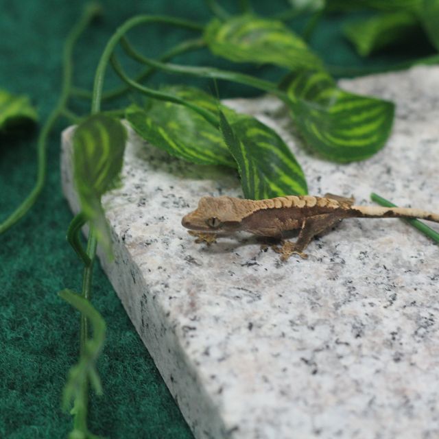 노멀 할리퀸
