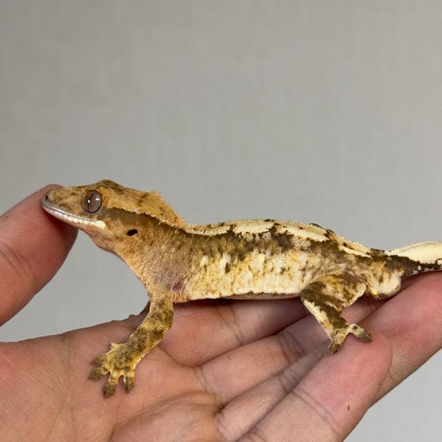 크림 크림시클 옐로우 드리피