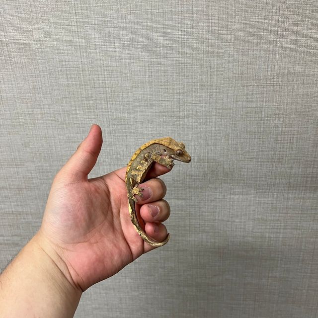 할리퀸 다크