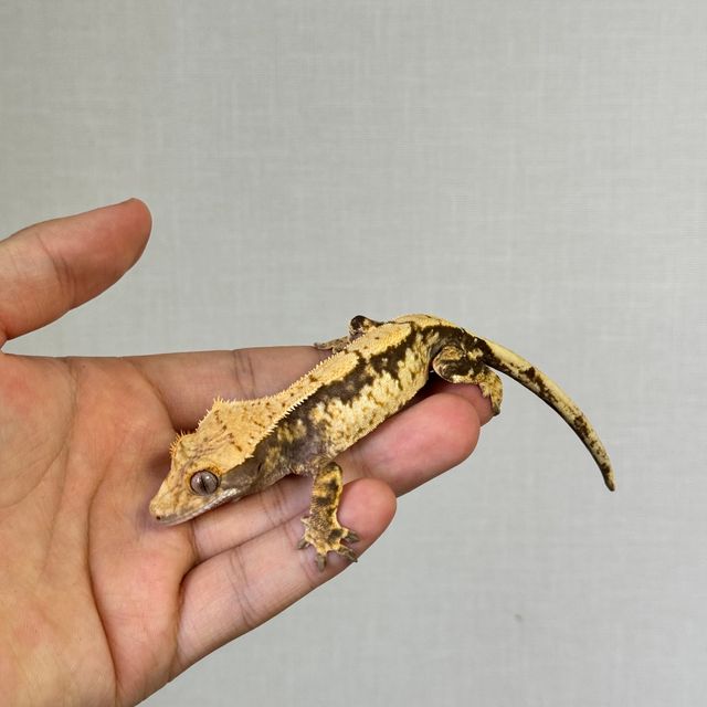 익스트림할리퀸 크림