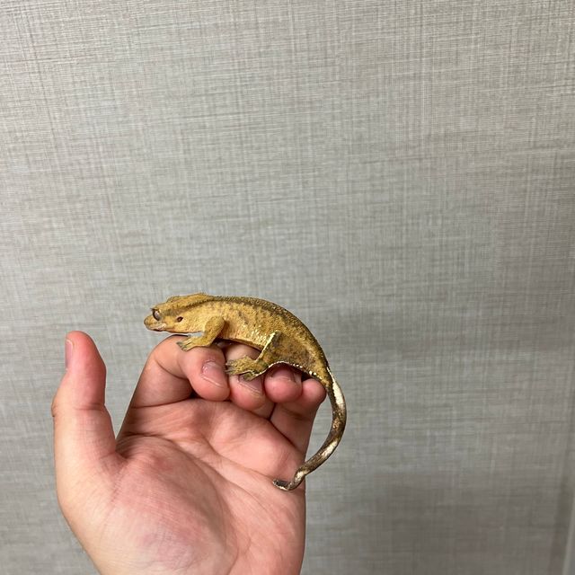 팬텀 브린들 화이트포트홀 옐로우 타이거