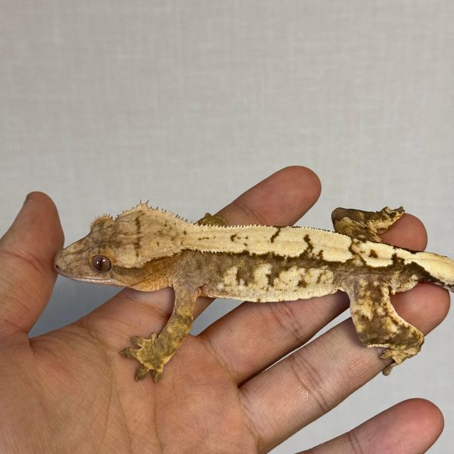 크림 크림시클 옐로우 드리피