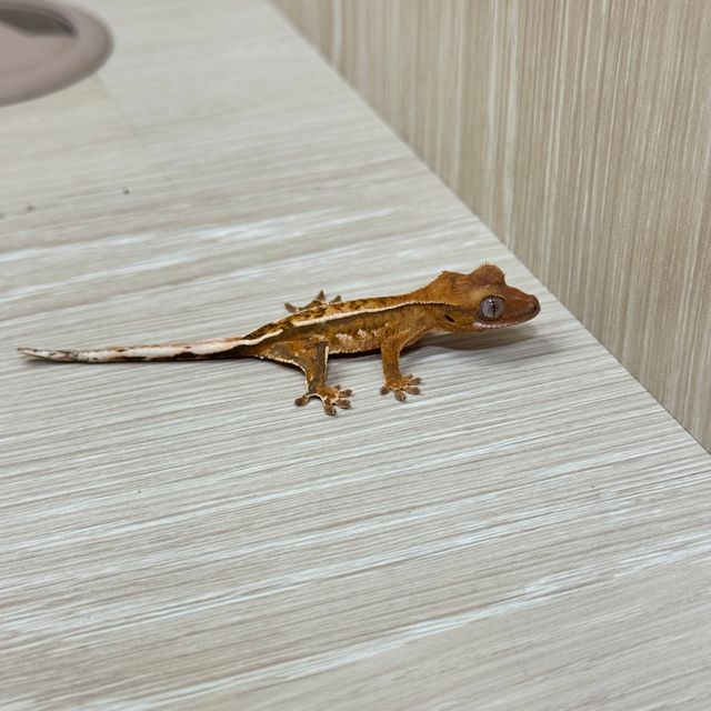 옐로우 크림시클 크림 화이트포트홀 화이트핀