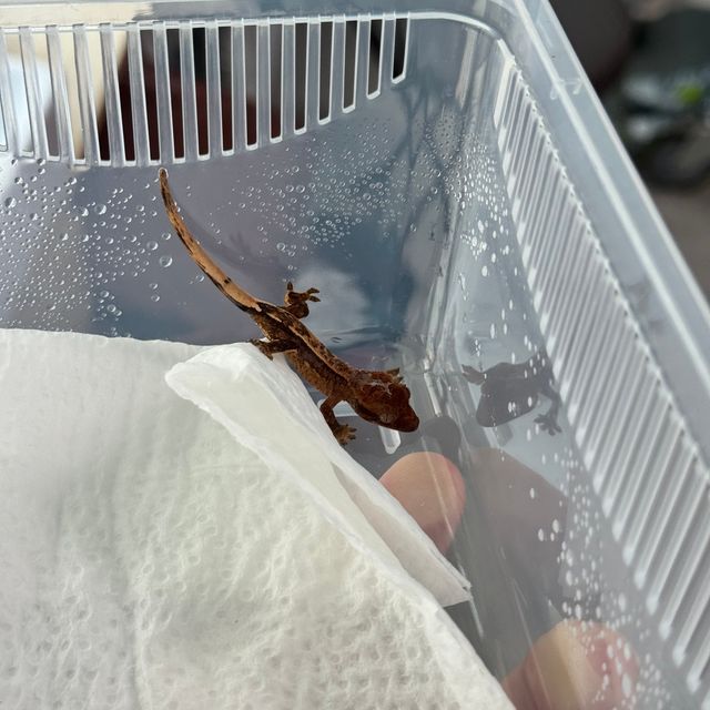 크림시클 크림 옐로우