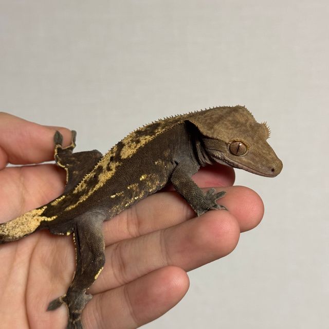 플레임 다크 블랙