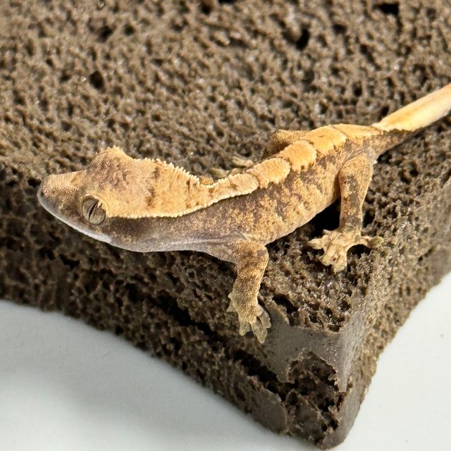 트라이 익스트림할리퀸 바브