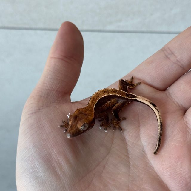블랙 챠콜 오닉스 풀핀 엠티백 레이지
