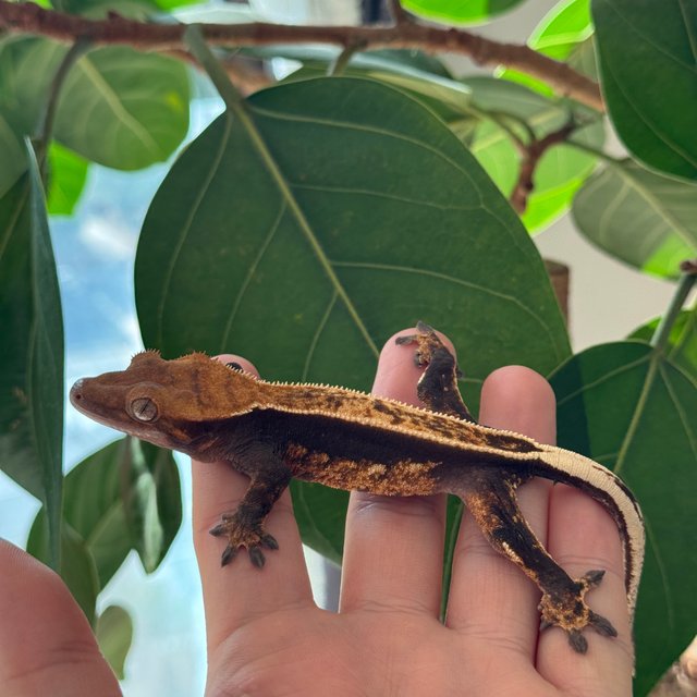 블랙 챠콜 오닉스 풀핀 엠티백 레이지