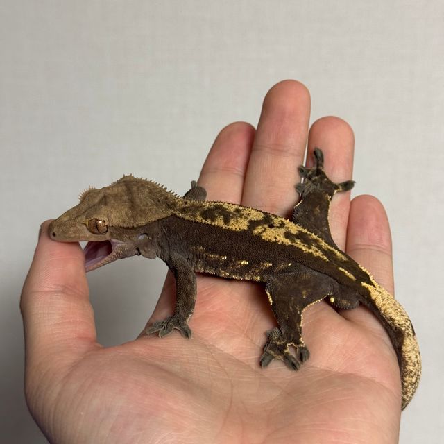 플레임 다크 블랙