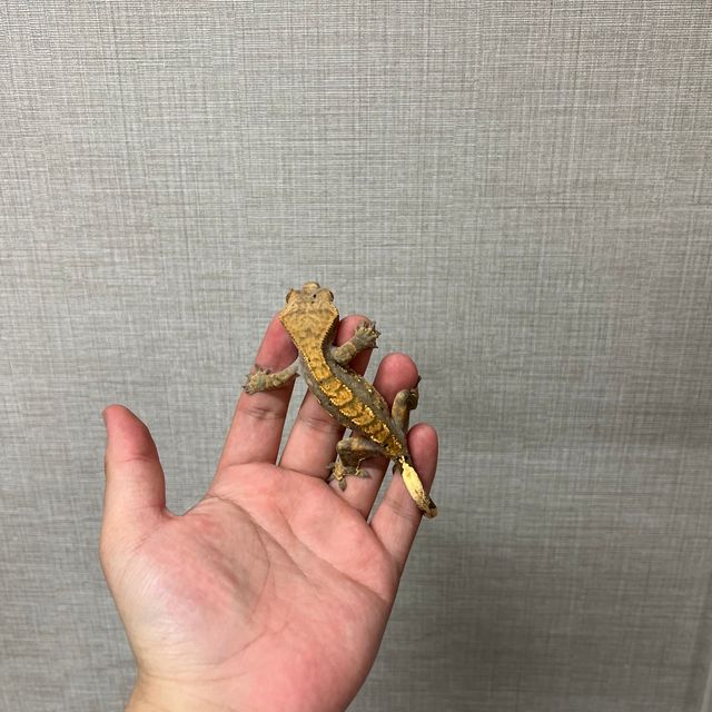 할리퀸 다크