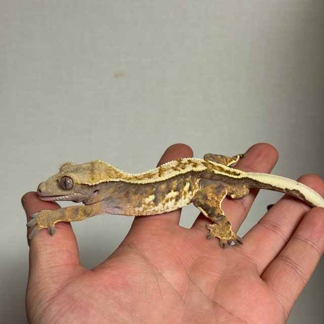 화이트포트홀 화이트핀 트라이