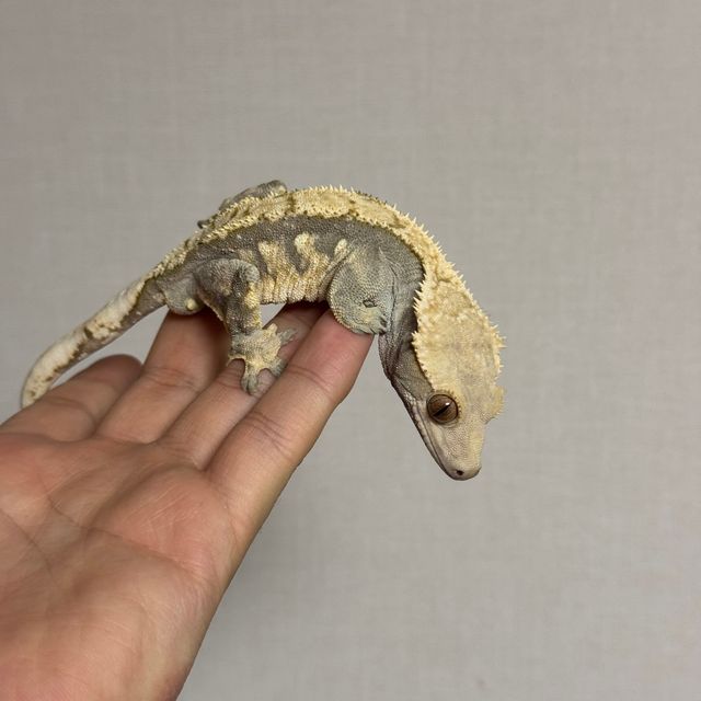 바브 트라이