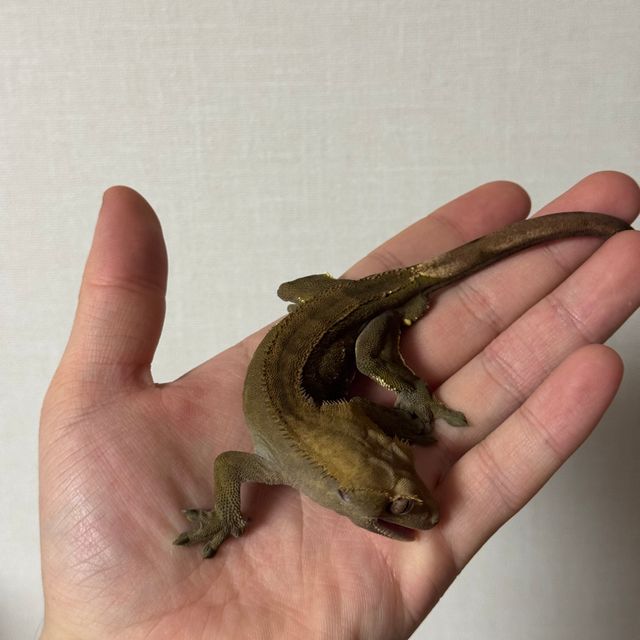 다크 챠콜 팬텀