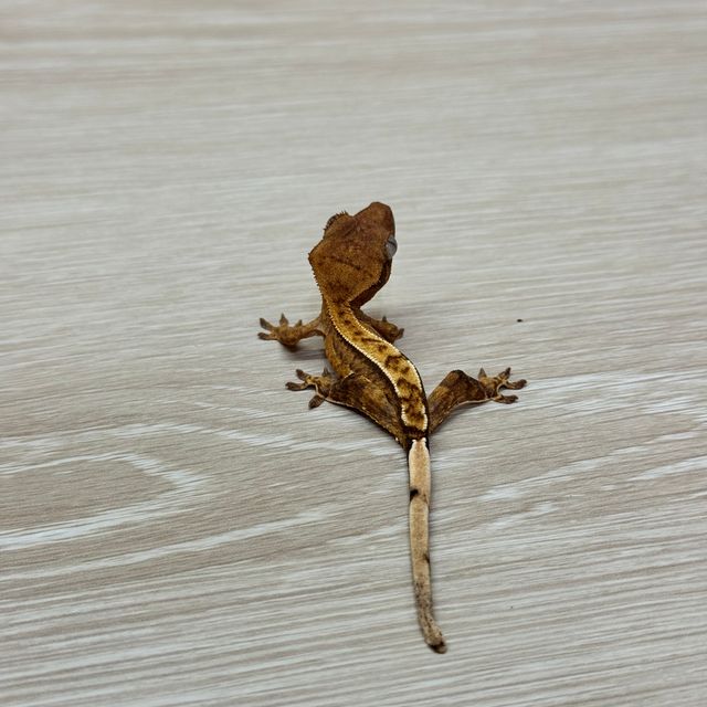화이트핀 옐로우 크림 크림시클