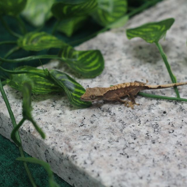 노멀 할리퀸
