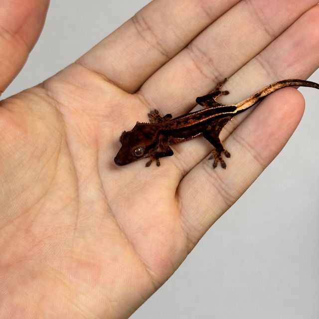 블랙 엠티백