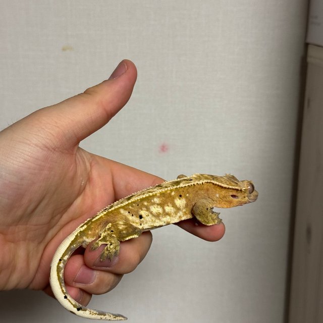 달마시안 크림시클