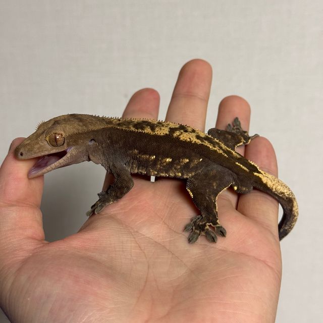 플레임 다크 블랙