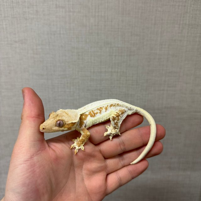 릴리화이트 크림시클