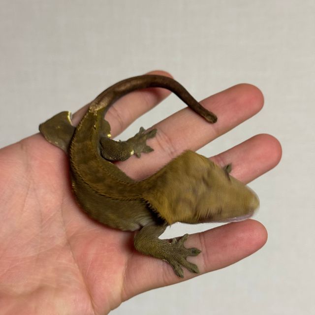 다크 챠콜 팬텀