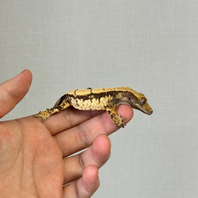 익스트림할리퀸 크림
