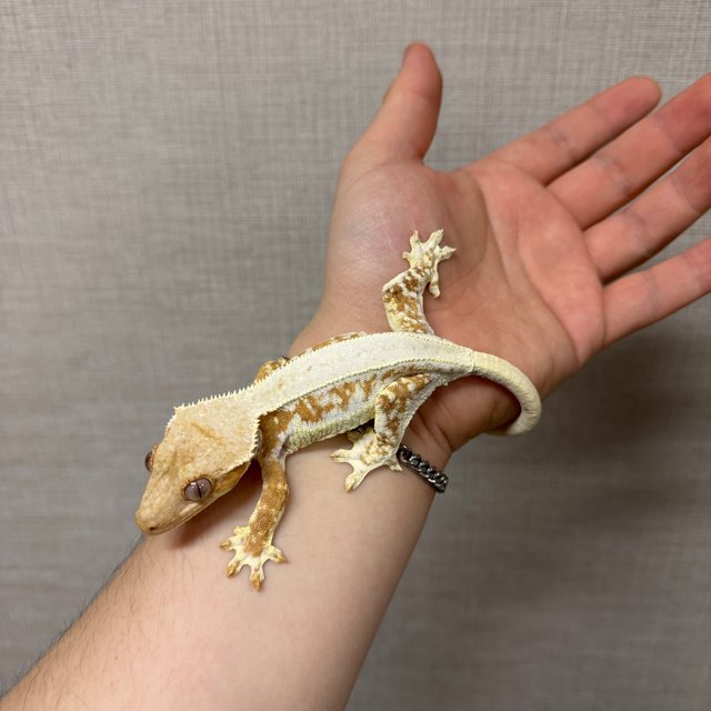 릴리화이트 크림시클