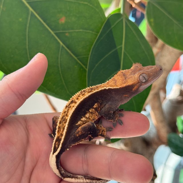 블랙 챠콜 오닉스 풀핀 엠티백 레이지