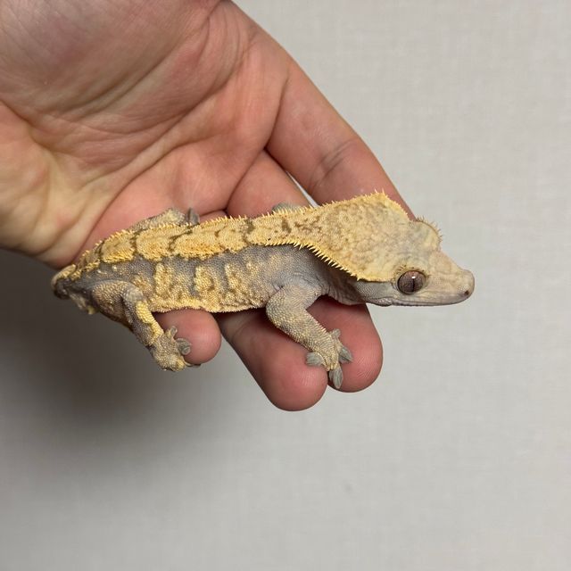 바브 트라이