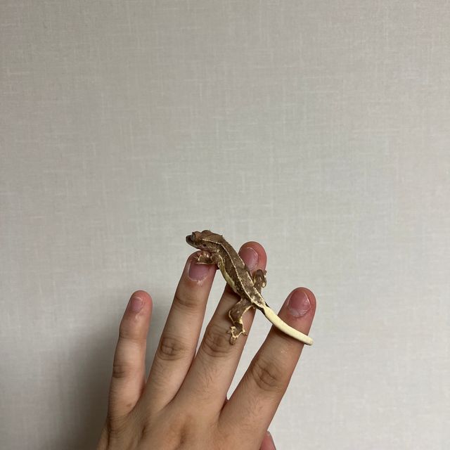 릴리화이트 팬텀 다크 블랙