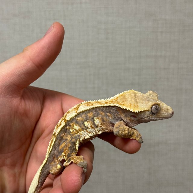 화이트포트홀 화이트핀 트라이