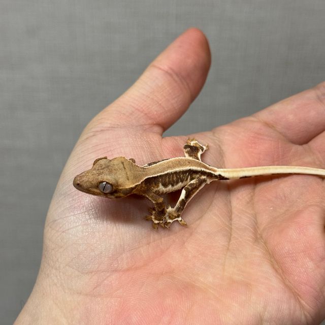 릴리화이트 트라이