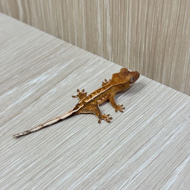 옐로우 크림시클 크림 화이트포트홀 화이트핀