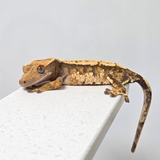 노멀 텐저린 트라이 익스트림할리퀸