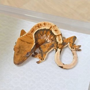 노멀 텐저린 트라이 익스트림할리퀸